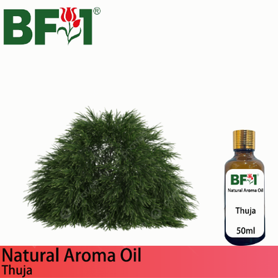 Natural Aroma Oil (AO) - Thuja Aroma Oil - 50ml