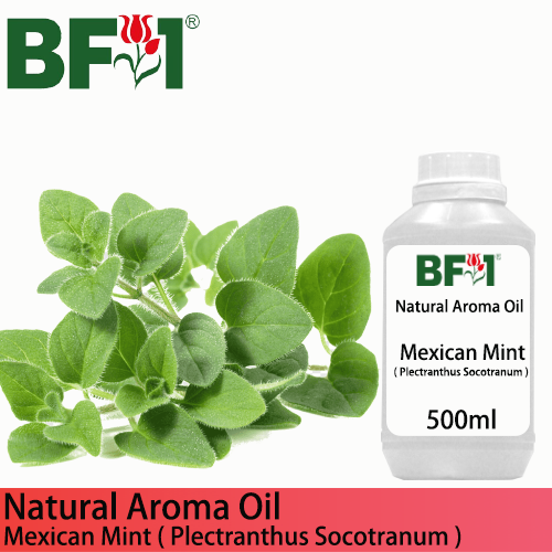 Natural Aroma Oil (AO) - Mint - Mexican Mint ( Plectranthus socotranum ) Aroma Oil  - 500ml