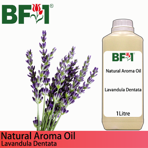 Natural Aroma Oil (AO) - Lavandula Dentata Aroma Oil  - 1L