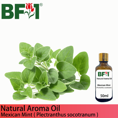 Natural Aroma Oil (AO) - Mint - Mexican Mint ( Plectranthus socotranum ) Aroma Oil  - 50ml