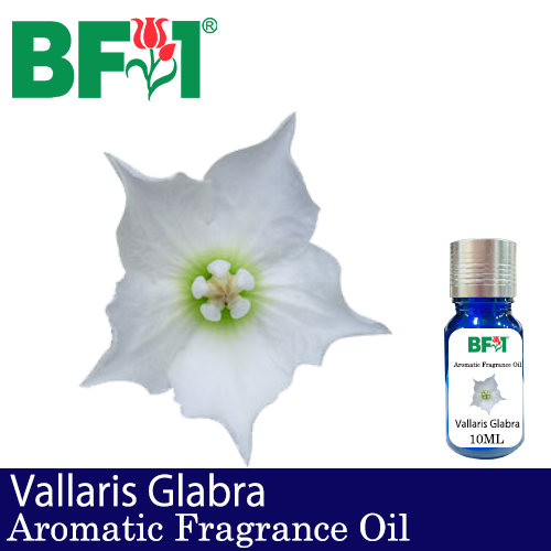 Aromatic Fragrance Oil (AFO) - Vallaris Glabra - 10ml