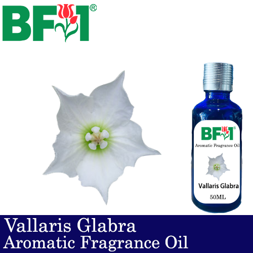 Aromatic Fragrance Oil (AFO) - Vallaris Glabra - 50ml