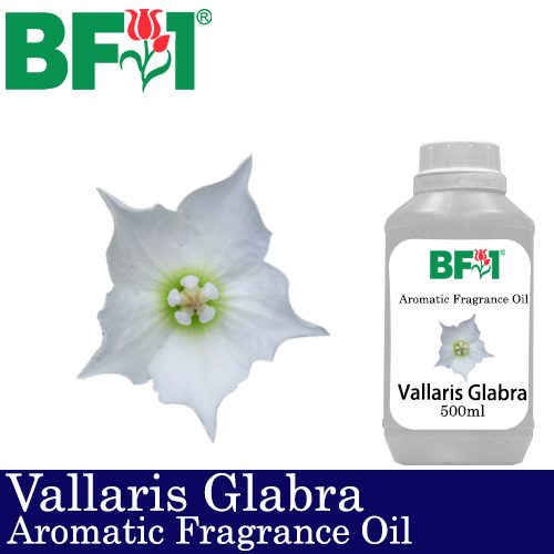Aromatic Fragrance Oil (AFO) - Vallaris Glabra - 500ml