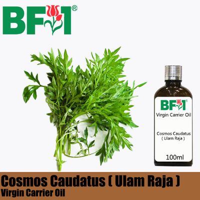 VCO - Cosmos Caudatus ( Ulam Raja ) Virgin Carrier Oil - 100ml