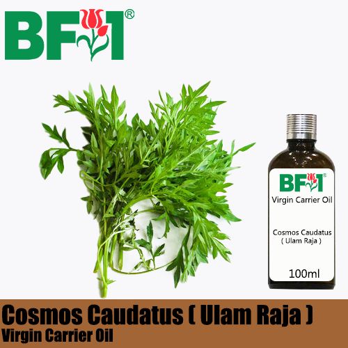 VCO - Cosmos Caudatus ( Ulam Raja ) Virgin Carrier Oil - 100ml