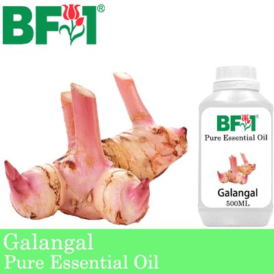 Pure Essential Oil (EO) - Galangal Essential Oil - 500ml
