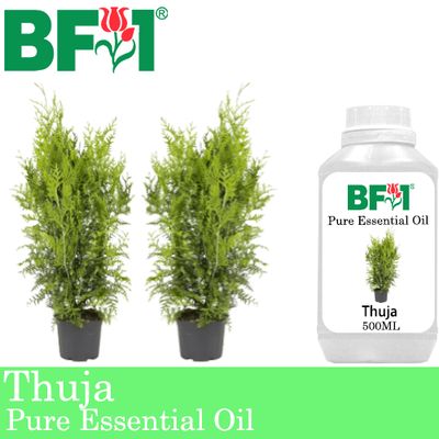 Pure Essential Oil (EO) - Thuja Essential Oil - 500ml