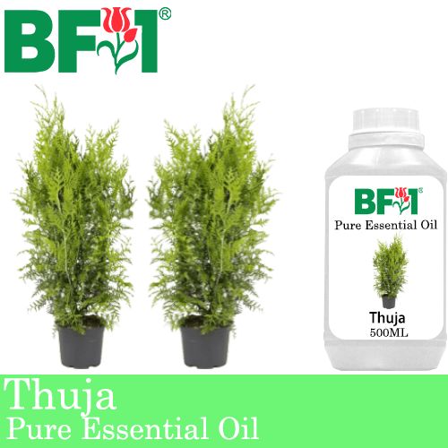 Pure Essential Oil (EO) - Thuja Essential Oil - 500ml