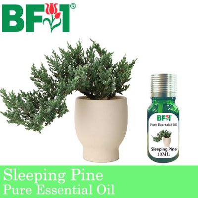 Pure Essential Oil (EO) - Pine - Sleeping Pine Essential Oil - 10ml