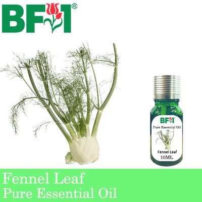 Pure Essential Oil (EO) - Fennel Leaf Essential Oil - 10ml