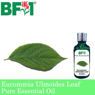 Pure Essential Oil (EO) - Eucommia Ulmoides Leaf Essential Oil - 50ml