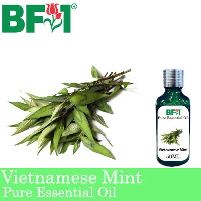 Pure Essential Oil (EO) - Mint - Vietnamese Mint ( Persicaria Odorata ) Essential Oil - 50ml