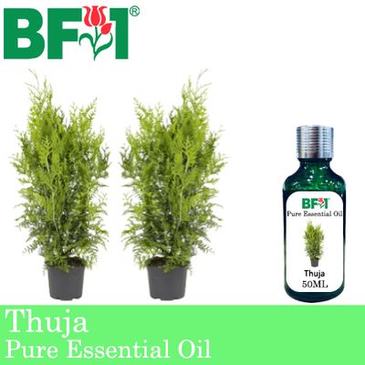 Pure Essential Oil (EO) - Thuja Essential Oil - 50ml