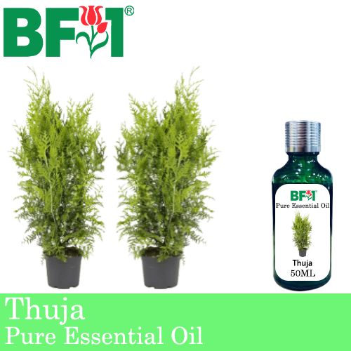 Pure Essential Oil (EO) - Thuja Essential Oil - 50ml