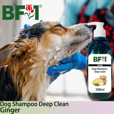 Dog Shampoo Deep Clean (DSDC-Dog) - Ginger - 500ml ⭐⭐⭐⭐⭐ Dog Shampoo Deep Clean (DSDC-Dog) - Ginger - 500ml ⭐⭐⭐⭐⭐