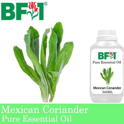 Pure Essential Oil (EO) - Mexican Coriander ( Eryngium Foetidum ) Essential Oil - 500ml