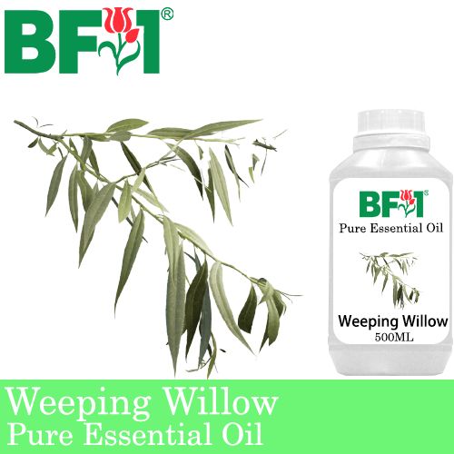 Pure Essential Oil (EO) - Weeping Willow Essential Oil - 500ml Pure Essential Oil (EO) - Weeping Willow Essential Oil - 500ml