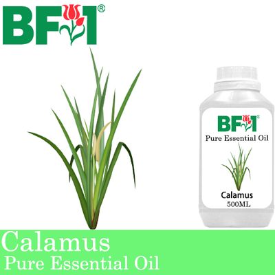 Pure Essential Oil (EO) - Calamus Essential Oil - 500ml