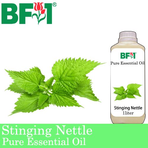 Pure Essential Oil (EO) - Stinging Nettle Essential Oil - 1L