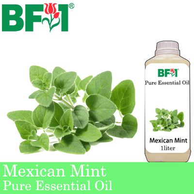 Pure Essential Oil (EO) - Mint - Mexican Mint ( Plectranthus Socotranum ) Essential Oil - 1L
