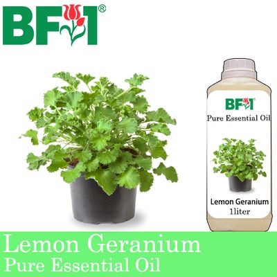 Pure Essential Oil (EO) - Geranium - Lemon Geranium Essential Oil - 1L Pure Essential Oil (EO) - Geranium - Lemon Geranium Essential Oil - 1L