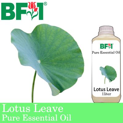 Pure Essential Oil (EO) - Lotus Leave Essential Oil - 1L