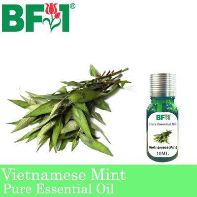 Pure Essential Oil (EO) - Mint - Vietnamese Mint ( Persicaria Odorata ) Essential Oil - 10ml
