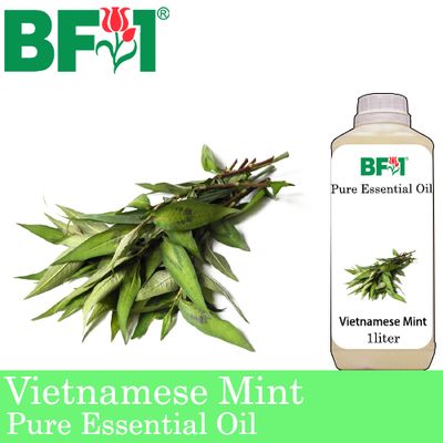 Pure Essential Oil (EO) - Mint - Vietnamese Mint ( Persicaria Odorata ) Essential Oil - 1L