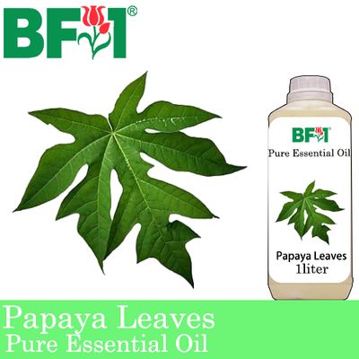 Pure Essential Oil (EO) - Papaya Leaves Essential Oil - 1L Pure Essential Oil (EO) - Papaya Leaves Essential Oil - 1L