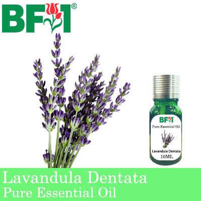 Pure Essential Oil (EO) - Lavandula Dentata Essential Oil - 10ml