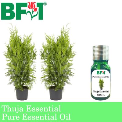 Pure Essential Oil (EO) - Thuja Essential Oil - 10ml