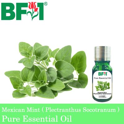 Pure Essential Oil (EO) - Mint - Mexican Mint ( Plectranthus Socotranum ) Essential Oil - 10ml
