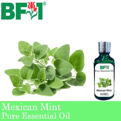 Pure Essential Oil (EO) - Mint - Mexican Mint ( Plectranthus Socotranum ) Essential Oil - 50ml