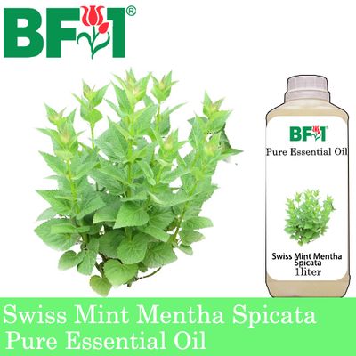 Pure Essential Oil (EO) - Mint - Swiss Mint ( Mentha Spicata ) Essential Oil - 1L