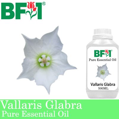 Pure Essential Oil (EO) - Vallaris Glabra Essential Oil - 500ml