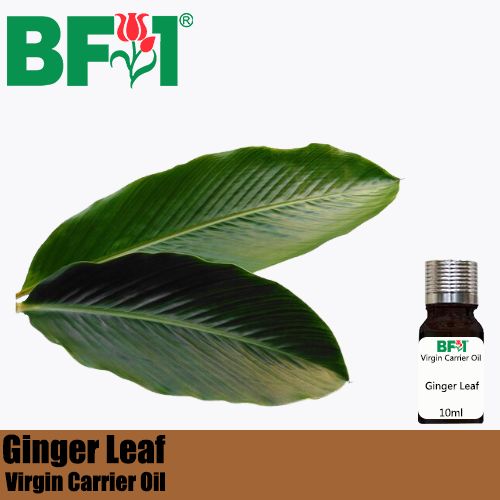 VCO - Ginger Leaf Virgin Carrier Oil - 10ml