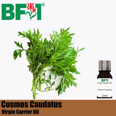 VCO - Cosmos Caudatus ( Ulam Raja ) Virgin Carrier Oil - 10ml