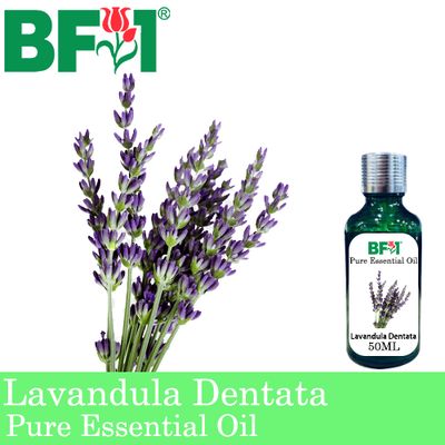 Pure Essential Oil (EO) - Lavandula Dentata Essential Oil - 50ml