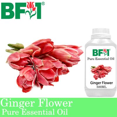 Pure Essential Oil (EO) - Ginger Flower Essential Oil - 500ml