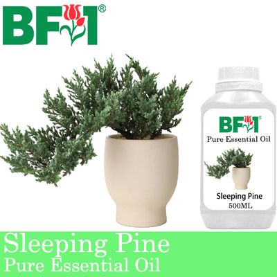 Pure Essential Oil (EO) - Pine - Sleeping Pine Essential Oil - 500ml