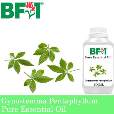 Pure Essential Oil (EO) - Gynostemma Pentaphyllum Essential Oil - 500ml