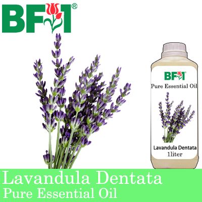Pure Essential Oil (EO) - Lavandula Dentata Essential Oil - 1L