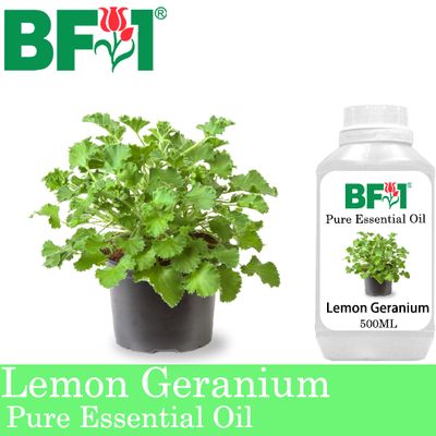Pure Essential Oil (EO) - Geranium - Lemon Geranium Essential Oil - 500ml