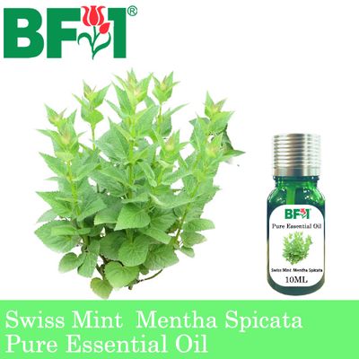Pure Essential Oil (EO) - Mint - Swiss Mint ( Mentha Spicata ) Essential Oil - 10ml