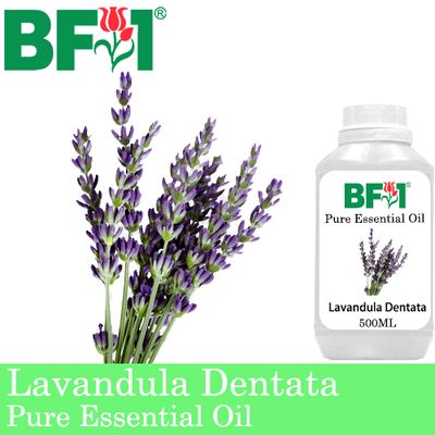 Pure Essential Oil (EO) - Lavandula Dentata Essential Oil - 500ml