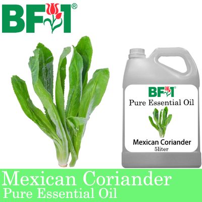 Pure Essential Oil (EO) - Mexican Coriander ( Eryngium Foetidum ) Essential Oil - 5L