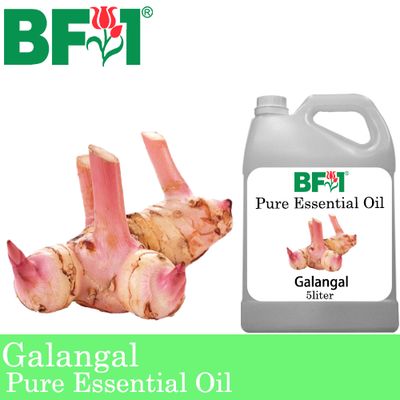 Pure Essential Oil (EO) - Galangal Essential Oil - 5L