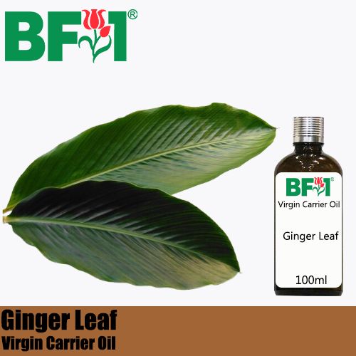 VCO - Ginger Leaf Virgin Carrier Oil - 100ml