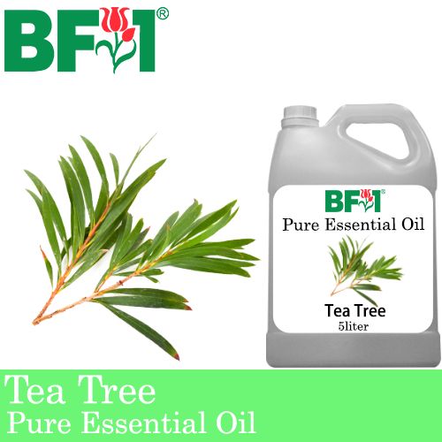 Pure Essential Oil (EO) - Tea Tree Essential Oil - 5L