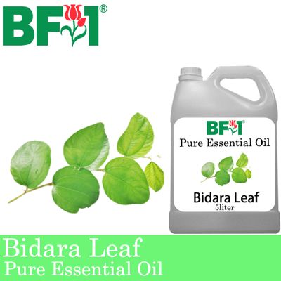 Pure Essential Oil (EO) - Bidara Leaf (Zizyphus Mauritiana )  Essential Oil - 5L
